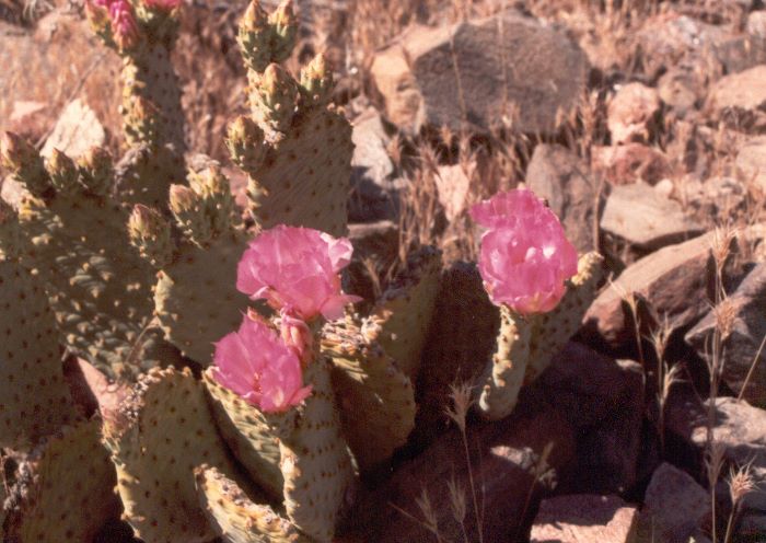 ../Images/173.Grand Canyon.jpg